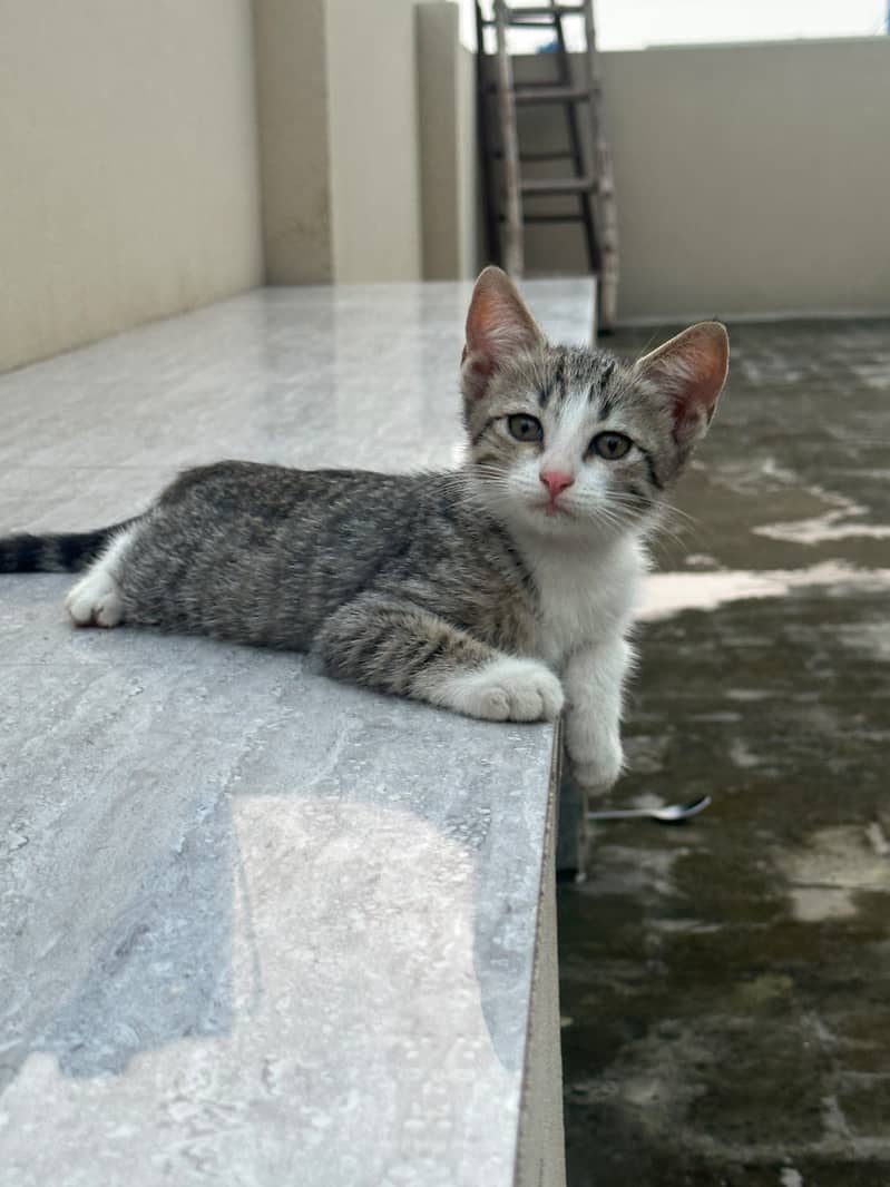 Kitten 3