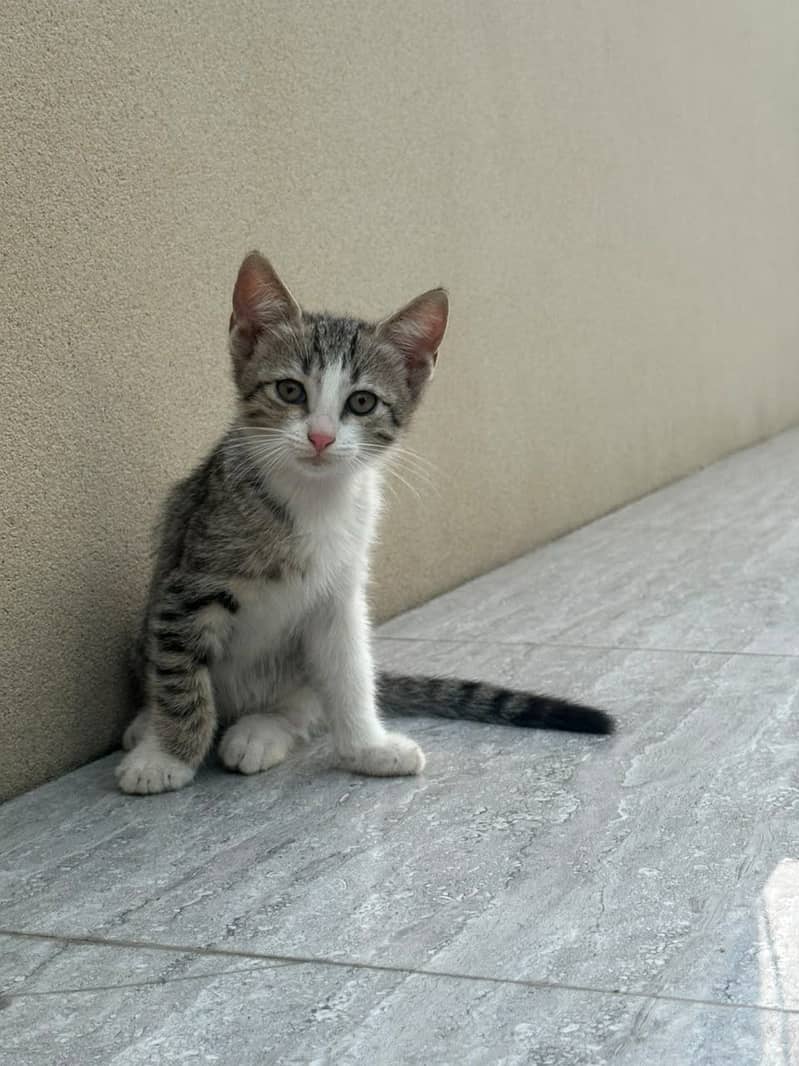 Kitten 4
