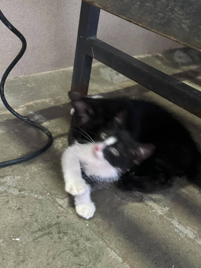 Kitten 5