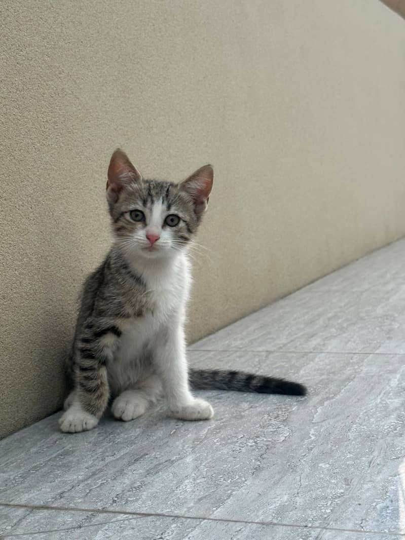 Kitten 6