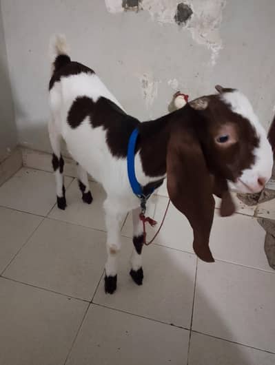 Bakra for sale healthy 7 months