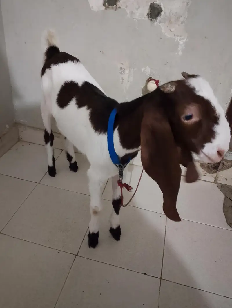 Bakra for sale healthy 7 months