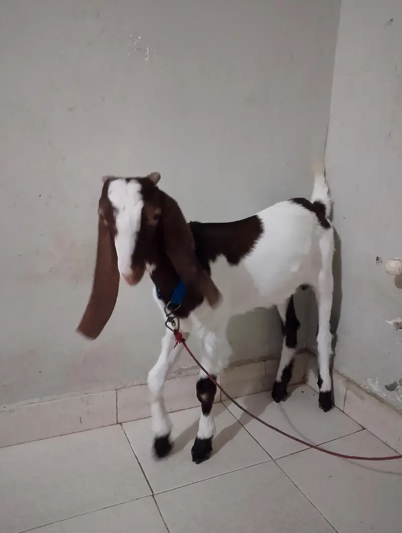 Bakra for sale healthy 7 months — photo 2