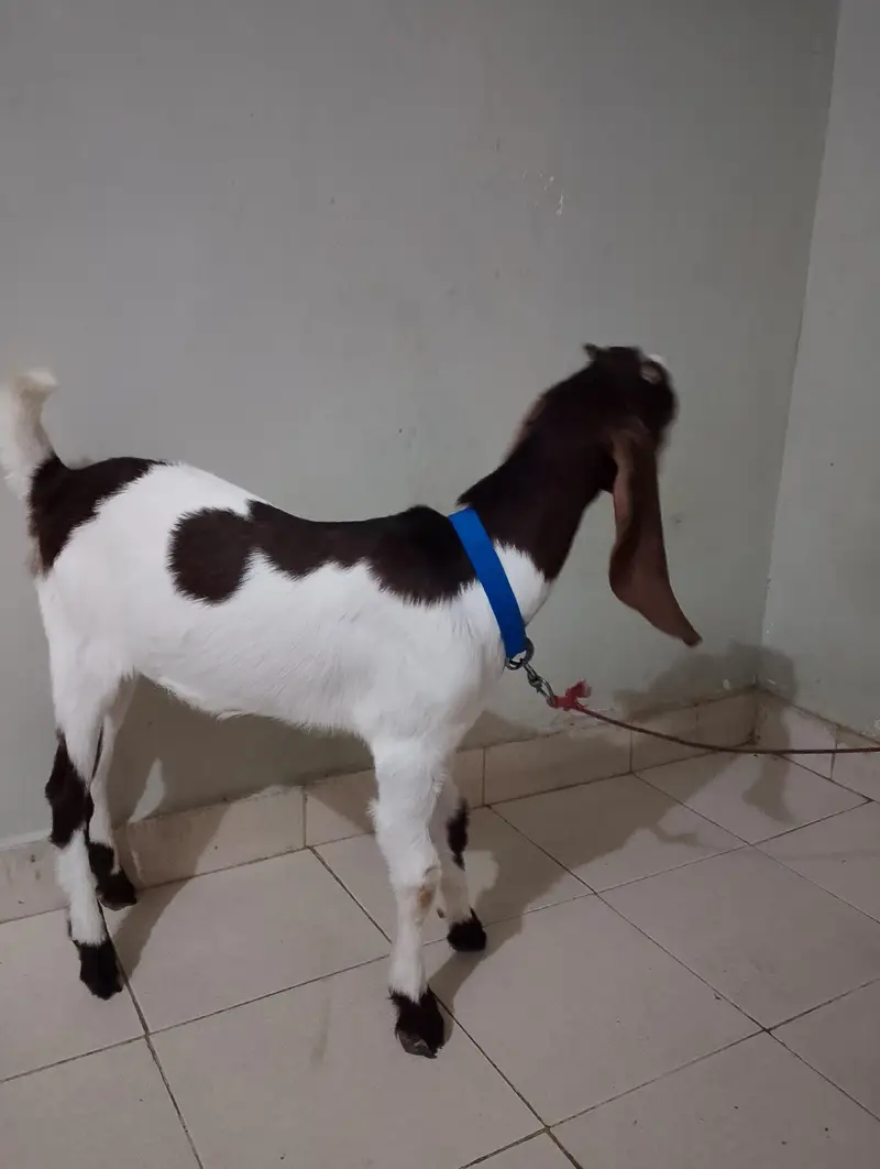 Bakra for sale healthy 7 months — photo 3