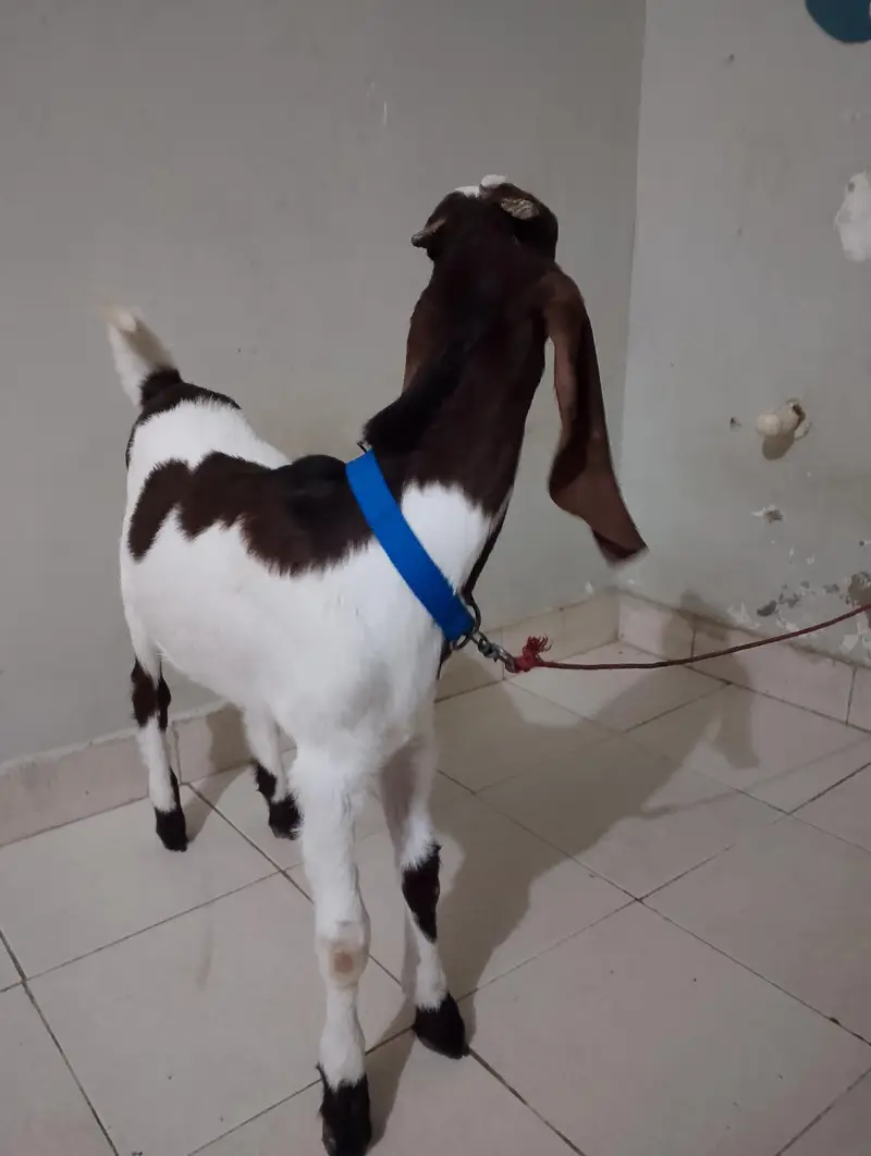 Bakra for sale healthy 7 months — photo 4