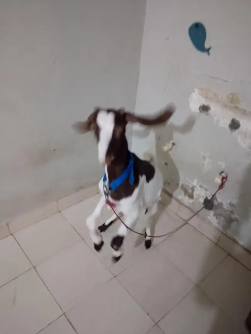 Bakra for sale healthy 7 months — photo 5