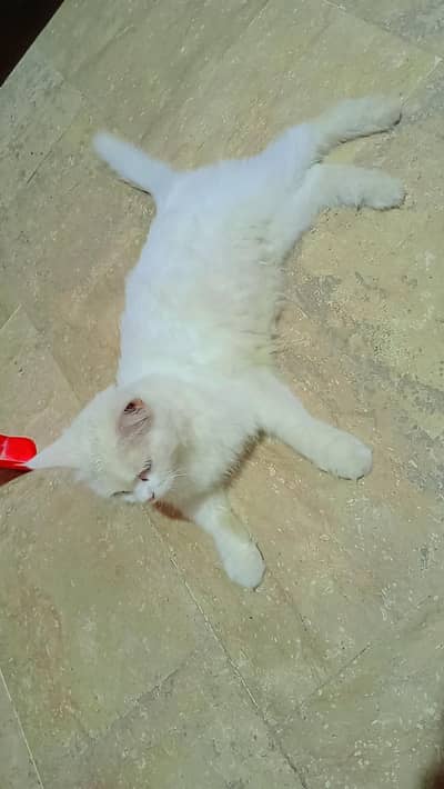 pershion double code female for sale heet py ha full active and
