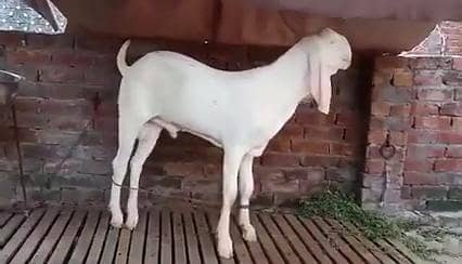 Rajanpuri Gulabi Bakra For Sale _ 03218617598 رابطہ نمبر