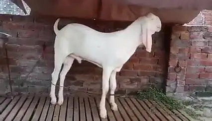 Rajanpuri Gulabi Bakra For Sale _ 03218617598 رابطہ نمبر