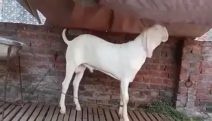 Rajanpuri Gulabi Bakra For Sale _ 03218617598 رابطہ نمبر — photo 2