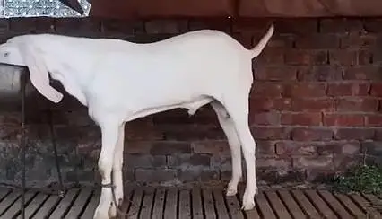 Rajanpuri Gulabi Bakra For Sale _ 03218617598 رابطہ نمبر — photo 3