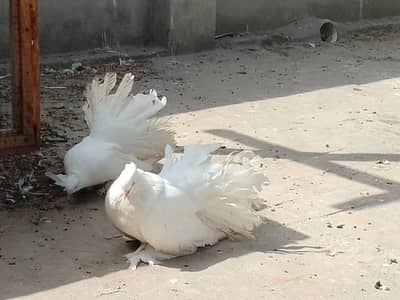 long size American pair