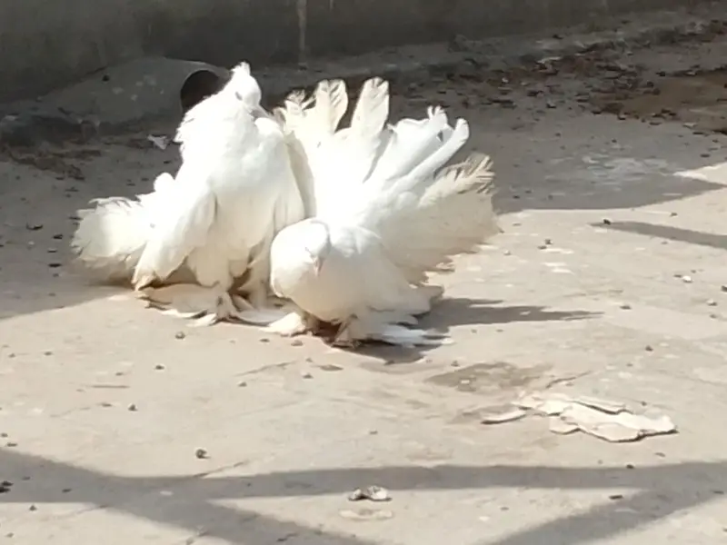 long size American pair — photo 2