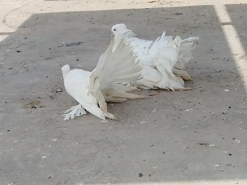long size American pair — photo 4