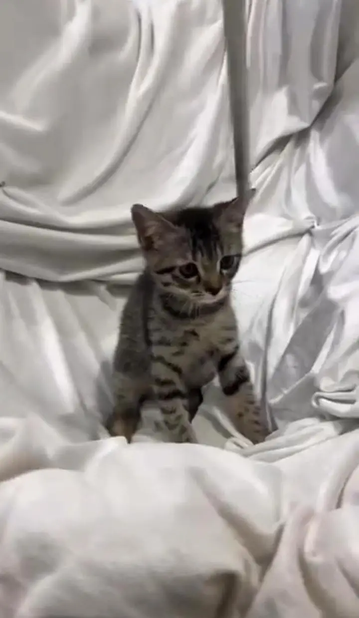 bangal cats one month old kittens — photo 2