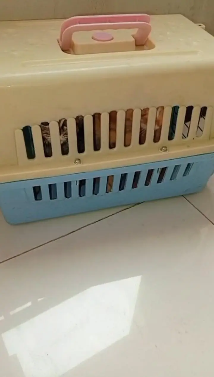 bangal cats one month old kittens — photo 3