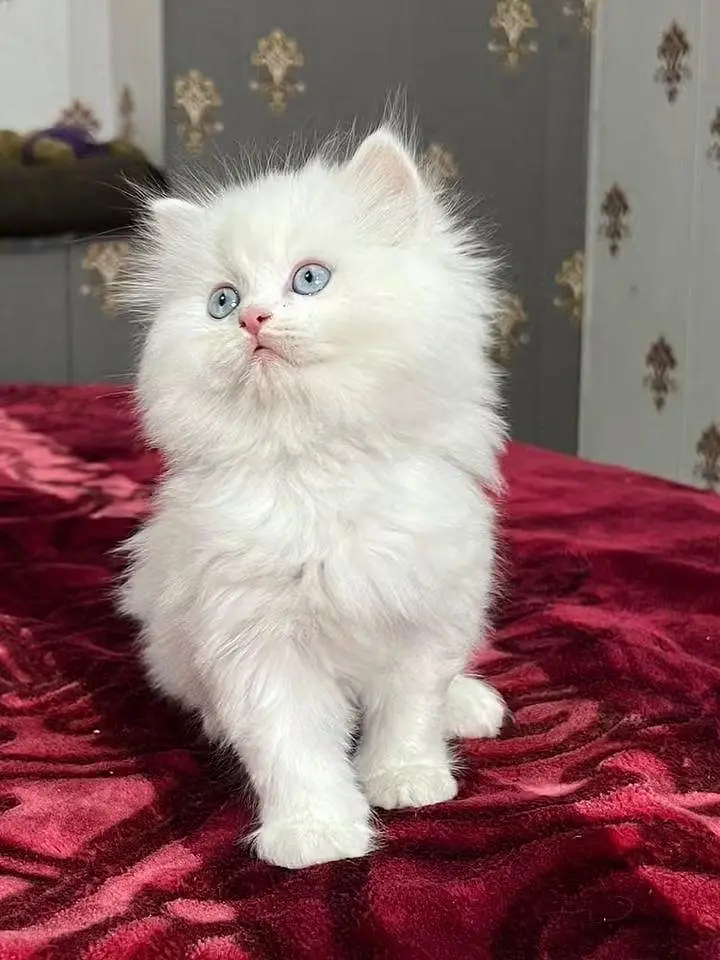 Persian kittens triple coat for sale contact whatsap 03716930454 — photo 2