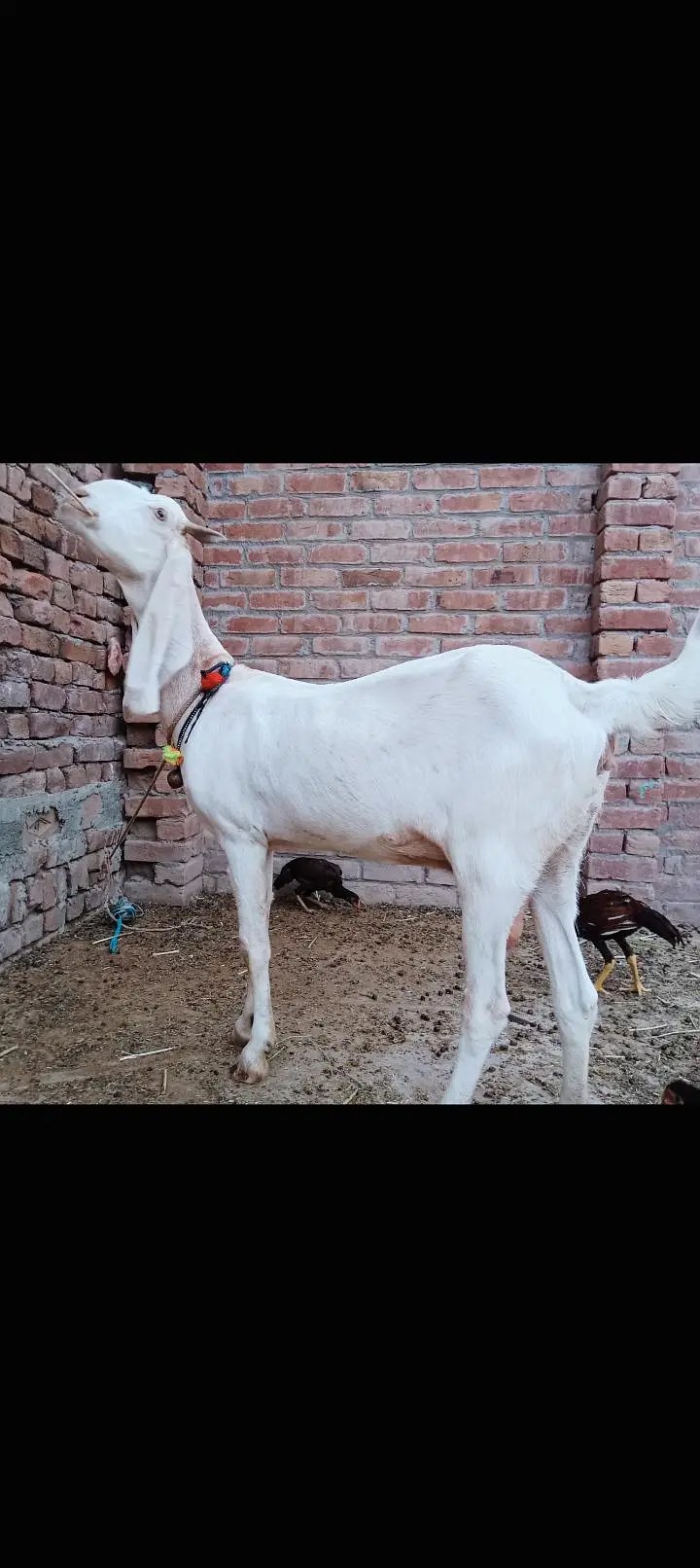 mashallah achi hight lagth ki hy healthy active 2kg dhood hy par Day