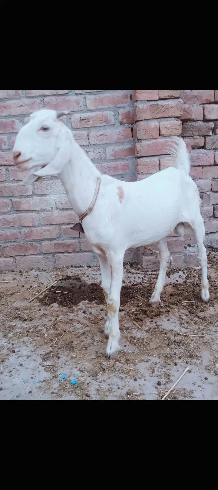 mashallah achi hight lagth ki hy healthy active 2kg dhood hy par Day — photo 2