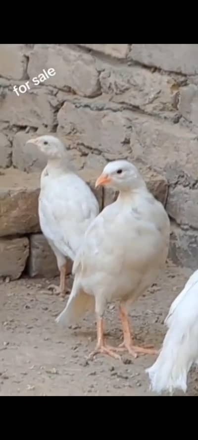 white American chakor pair for sale