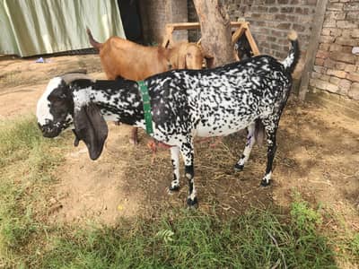 3 Months confirm pregnant Desi Makhi Cheeni Goat  for sale |Healthy