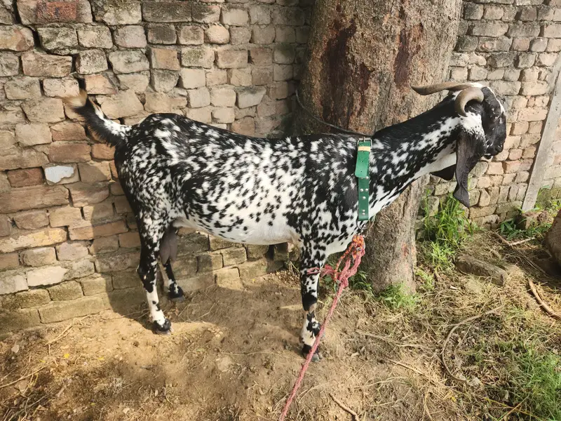 3 Months confirm pregnant Desi Makhi Cheeni Goat  for sale |Healthy — photo 2