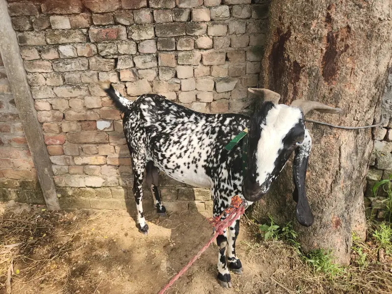 3 Months confirm pregnant Desi Makhi Cheeni Goat  for sale |Healthy — photo 3