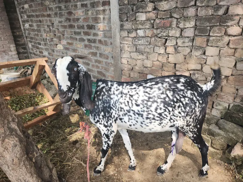 3 Months confirm pregnant Desi Makhi Cheeni Goat  for sale |Healthy — photo 4