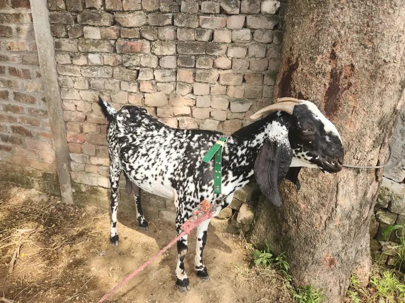 3 Months confirm pregnant Desi Makhi Cheeni Goat  for sale |Healthy — photo 5