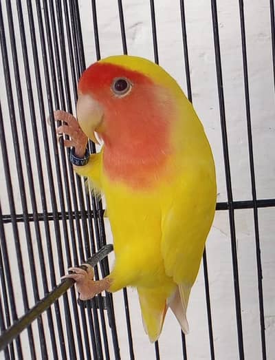 Love bird