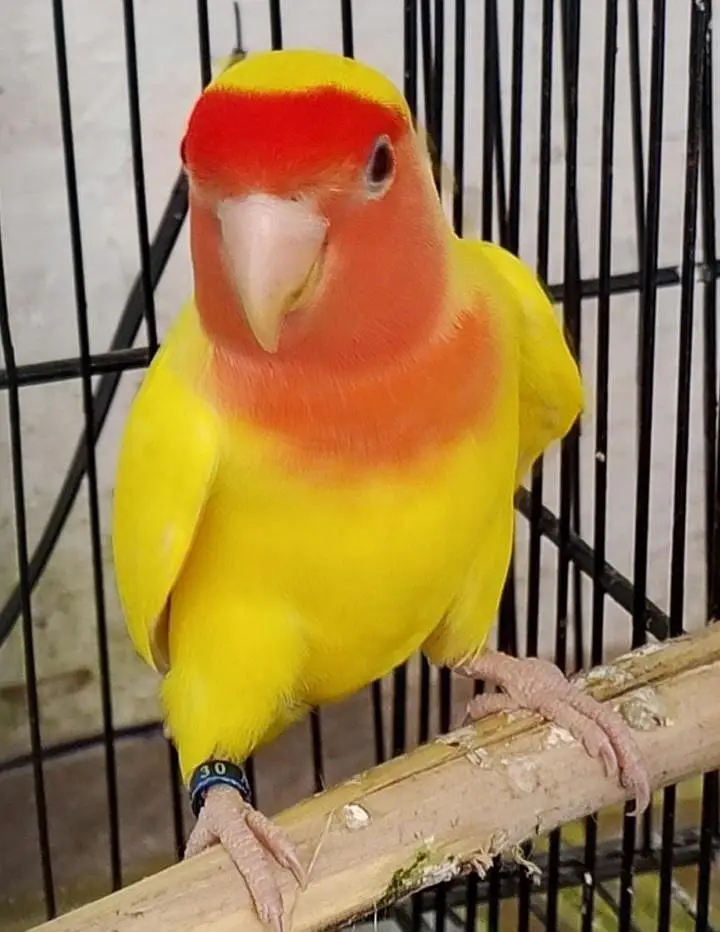 Love bird — photo 2