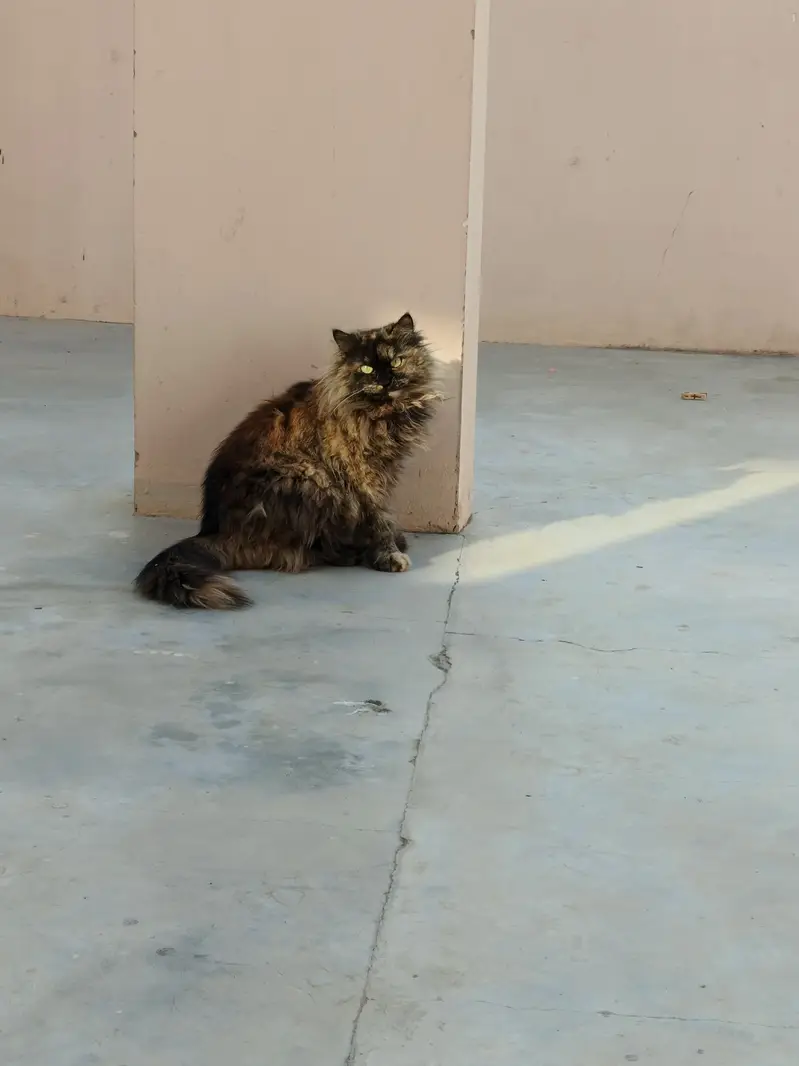 Persian Cat for adoption