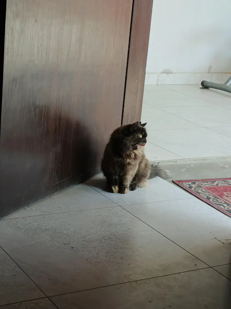 Persian Cat for adoption — photo 2