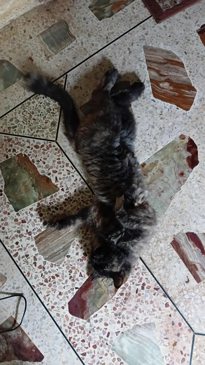 Persian Cat for adoption — photo 3