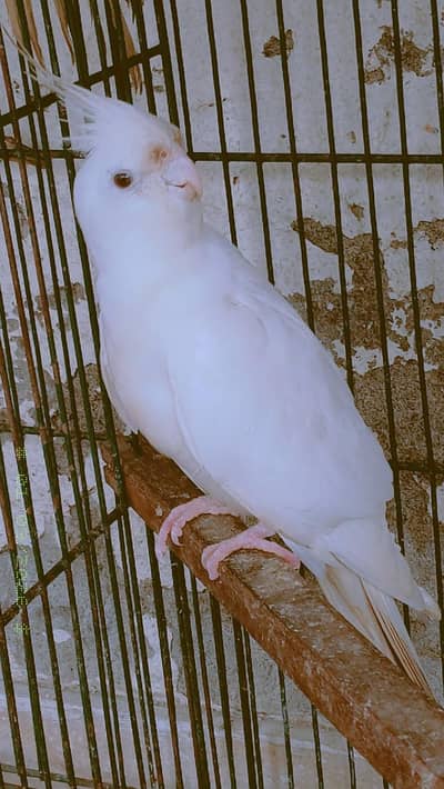 Confirm Breeder Pair + 1 Chick Available (Healthy & Active)
