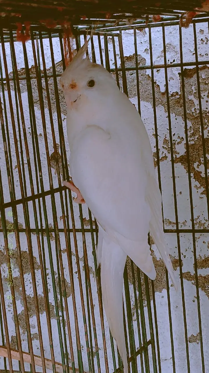 Confirm Breeder Pair + 1 Chick Available (Healthy & Active) — photo 2