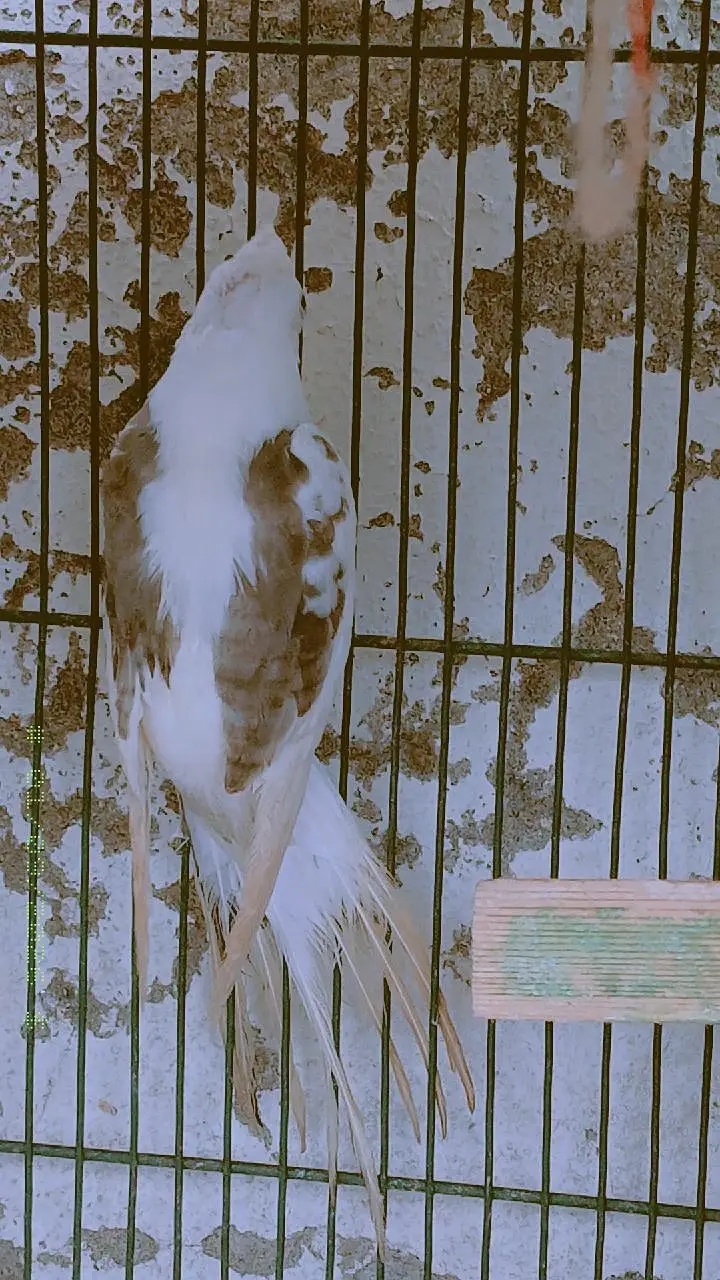 Confirm Breeder Pair + 1 Chick Available (Healthy & Active) — photo 3