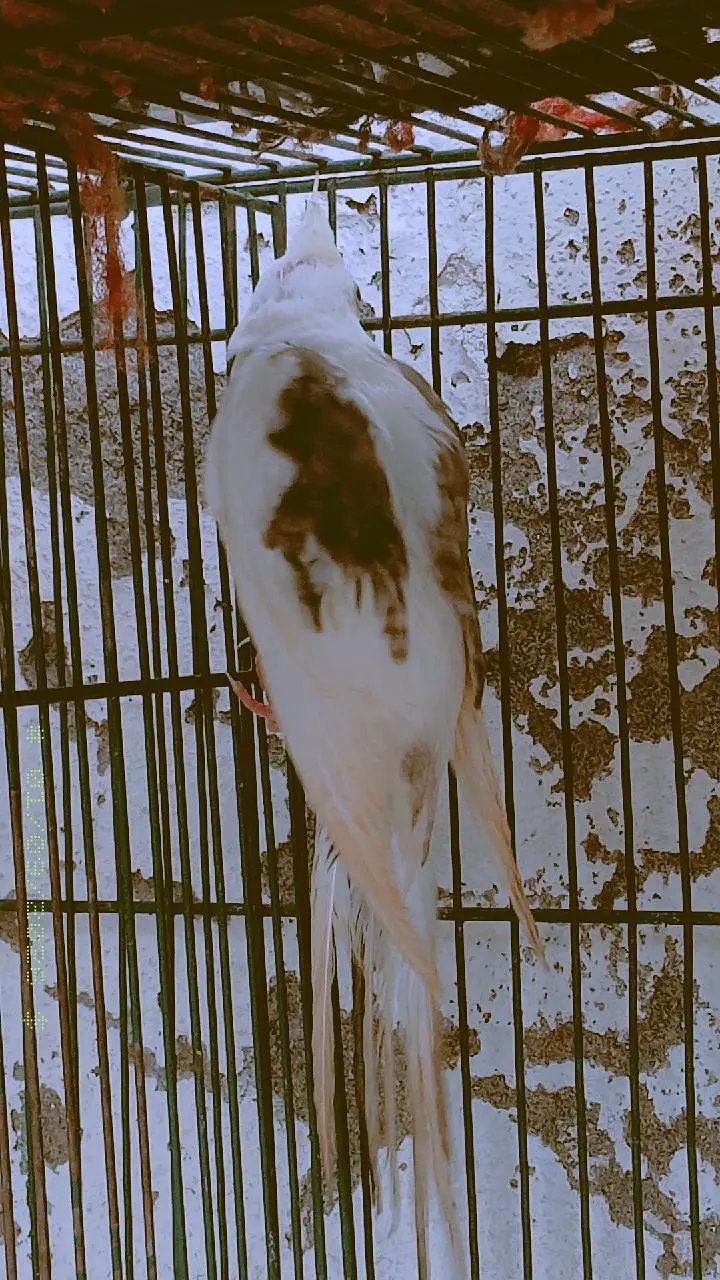 Confirm Breeder Pair + 1 Chick Available (Healthy & Active) — photo 4
