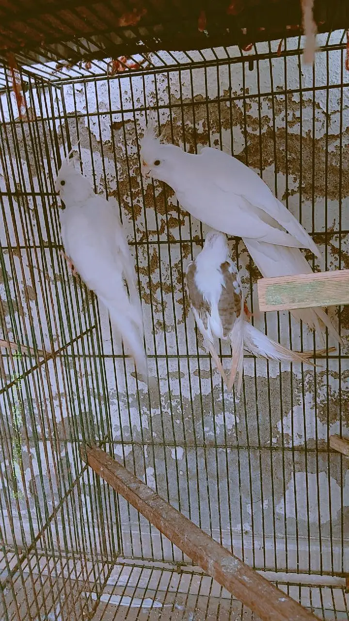 Confirm Breeder Pair + 1 Chick Available (Healthy & Active) — photo 5
