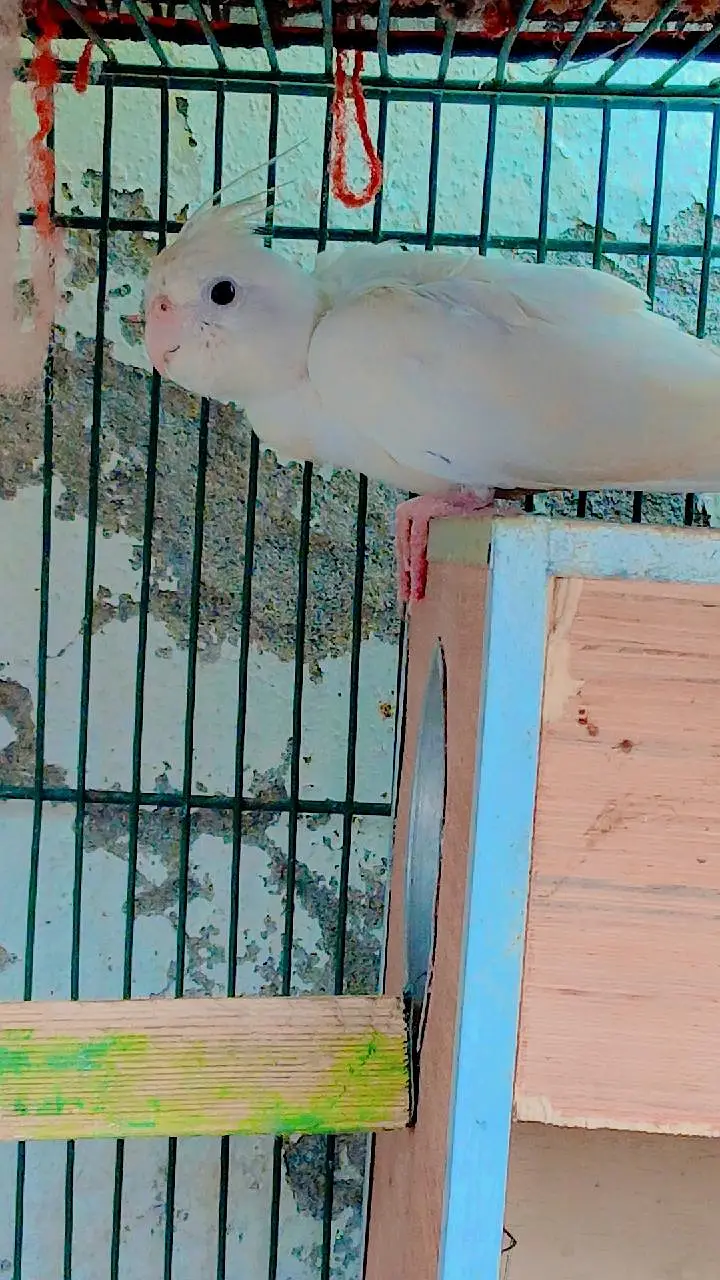 Confirm Breeder Pair + 1 Chick Available (Healthy & Active) — photo 6