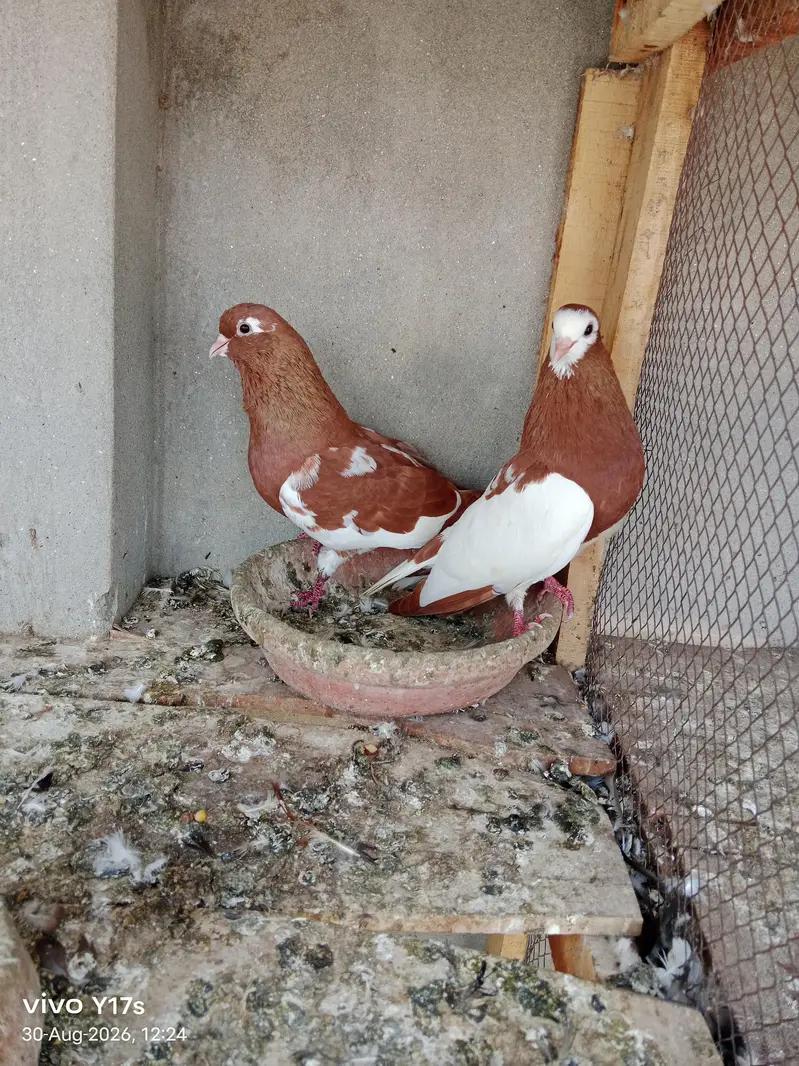 all breeder pairs — photo 2