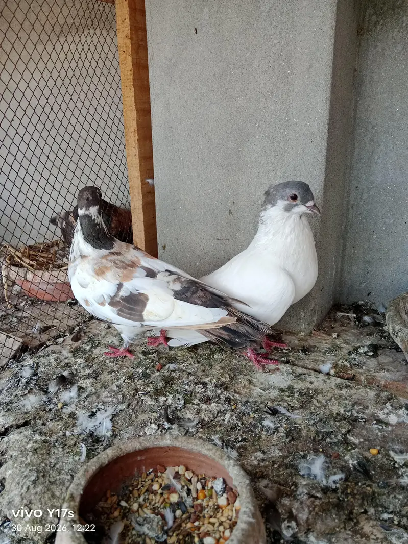 all breeder pairs — photo 3