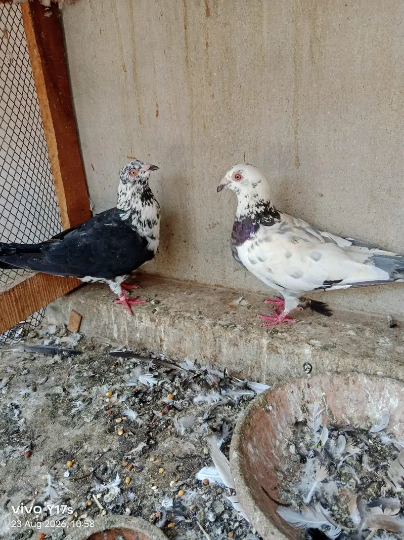 all breeder pairs — photo 5