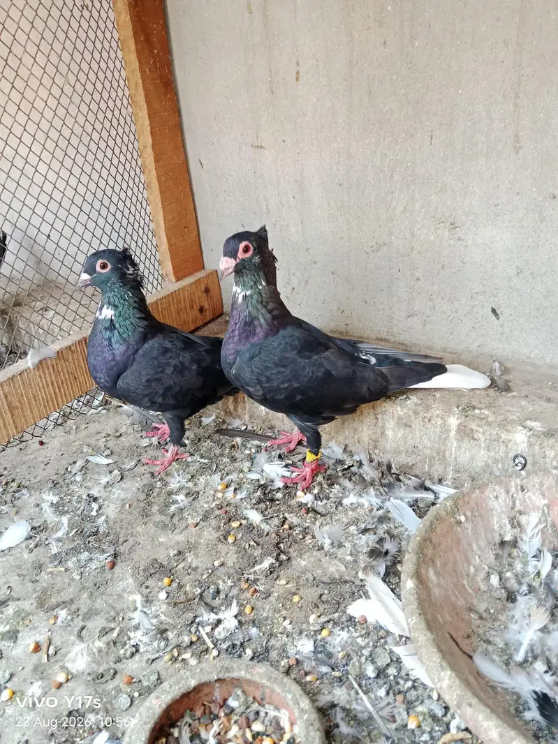all breeder pairs — photo 6