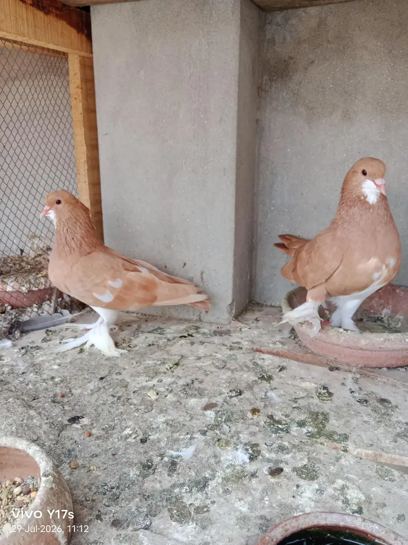 all breeder pairs — photo 8