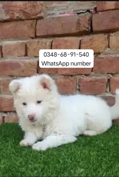 Russain puppy for sale