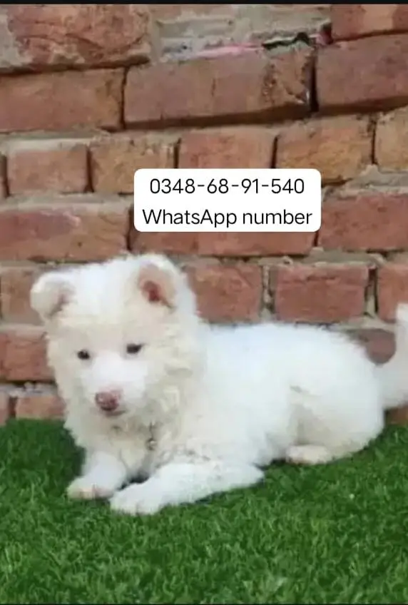 Russain puppy for sale