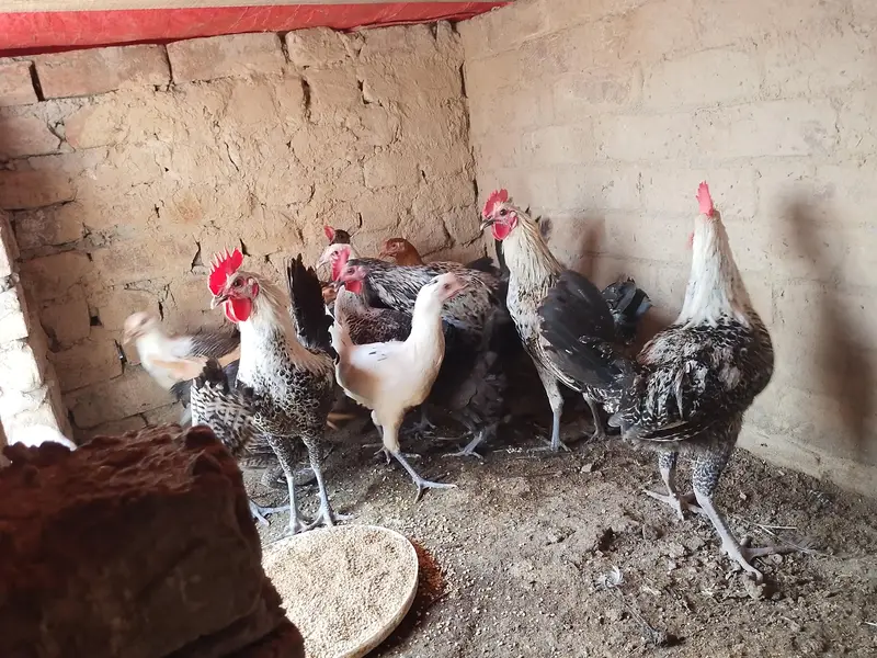 Mashallah Gar KY phaly phaty phatyai sale — photo 2