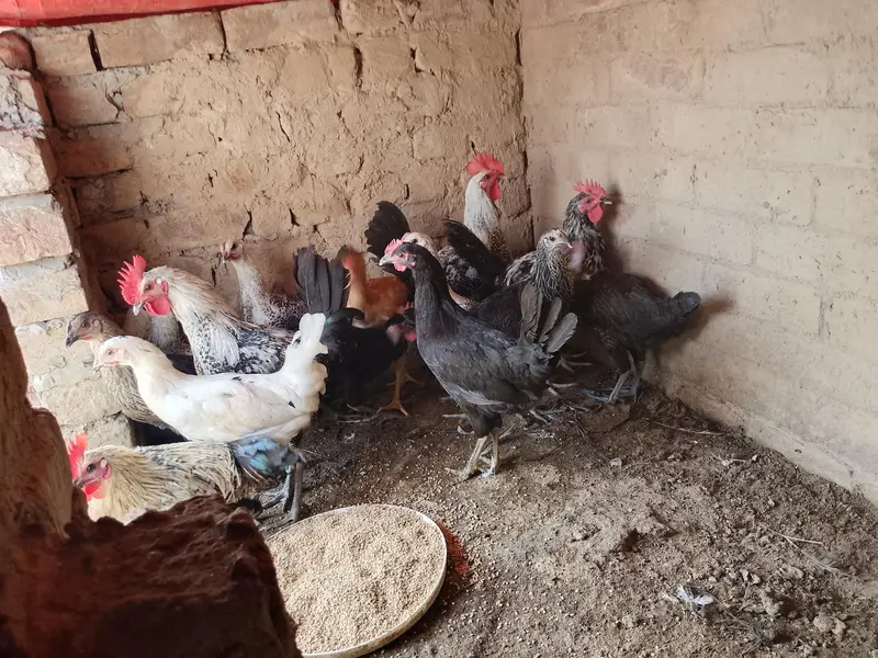 Mashallah Gar KY phaly phaty phatyai sale — photo 3