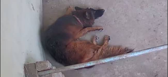 Pedigree dog
